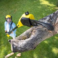  Aurora, MN Tree Removal Pros