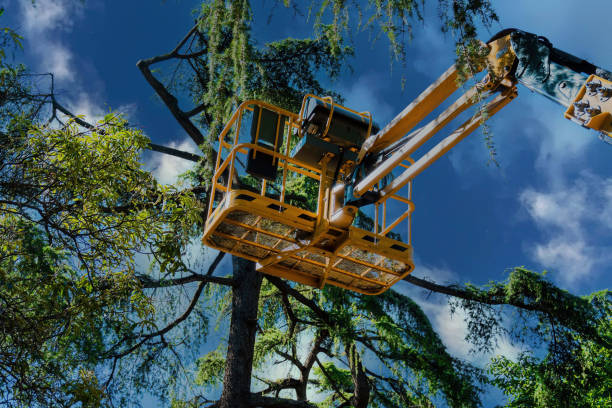 Best Hazardous Tree Removal  in Aurora, MN