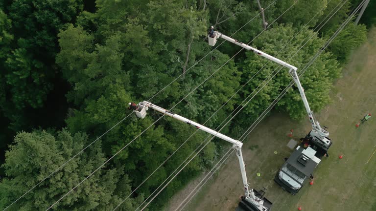 How Our Tree Care Process Works  in  Aurora, MN