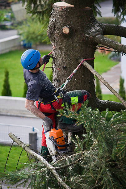 Best Leaf Removal  in Aurora, MN