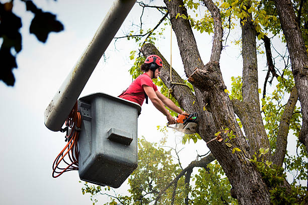 Best Landscape Design and Installation  in Aurora, MN