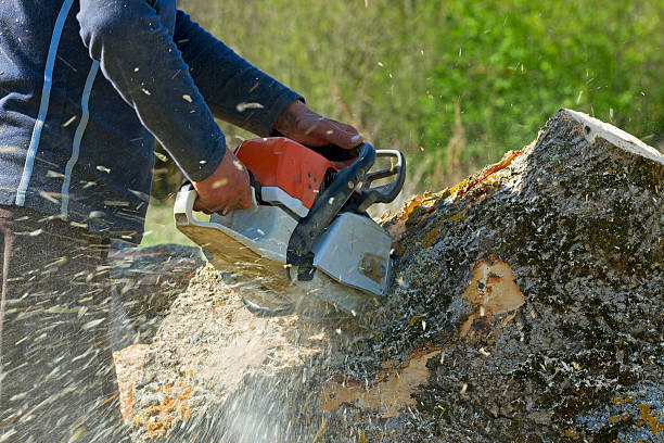 Best Lawn Grading and Leveling  in Aurora, MN